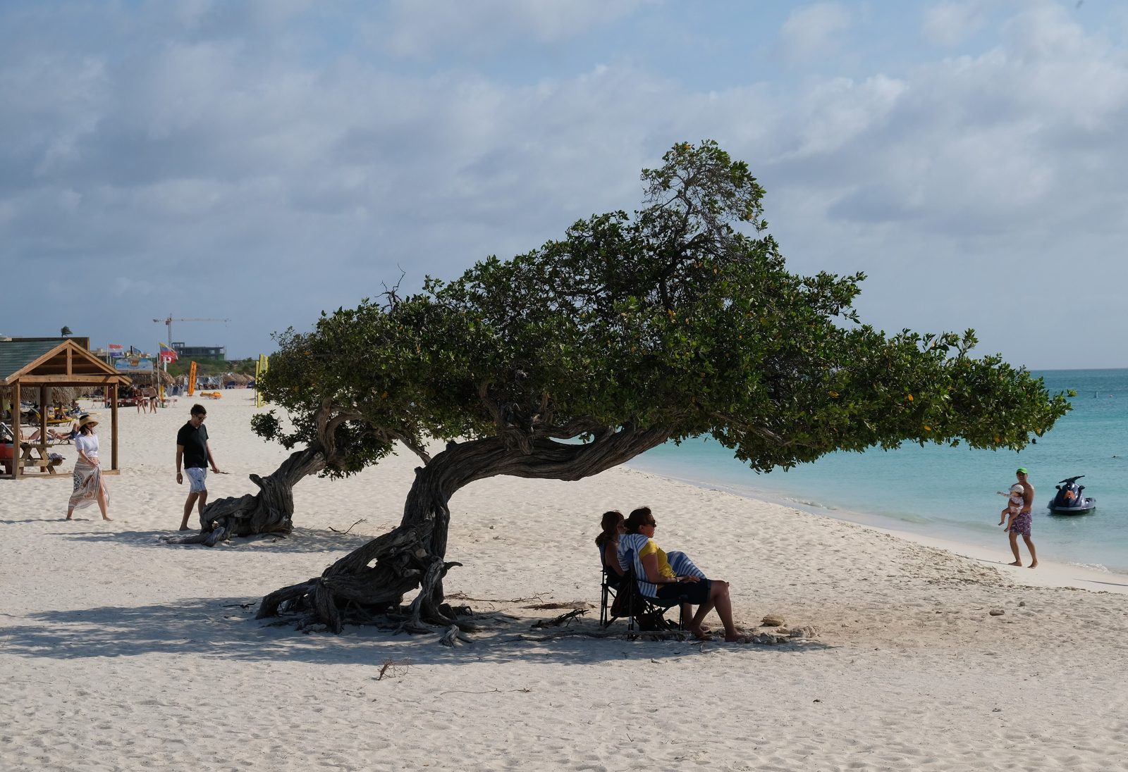 Eagle Beach, Aruba: a fofoti tree on white sand