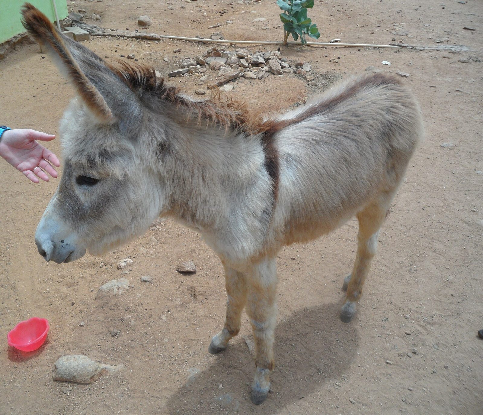 Donkey Sanctuary Aruba, photo 3 of 5