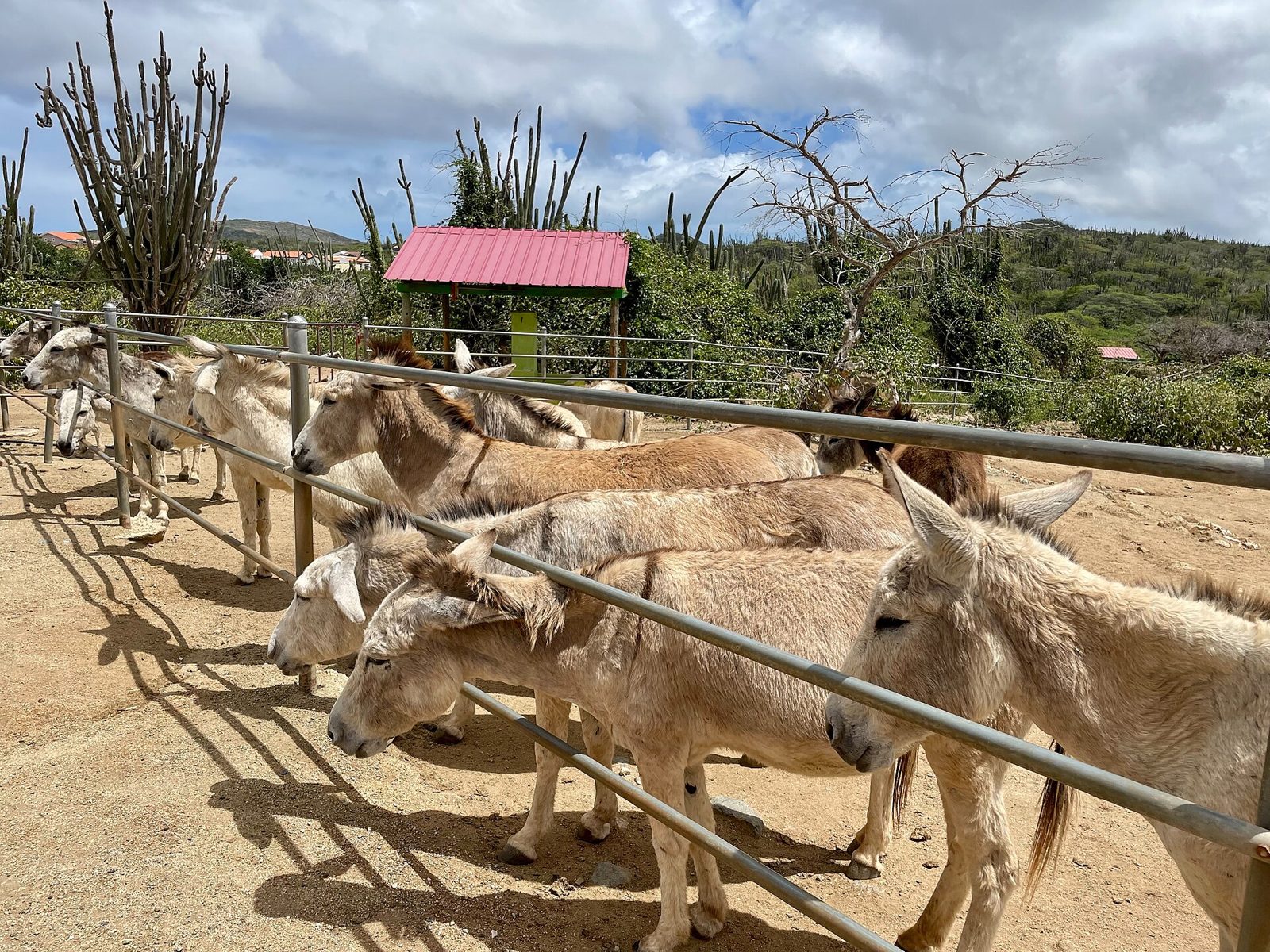 Donkey Sanctuary Aruba, photo 1 of 5