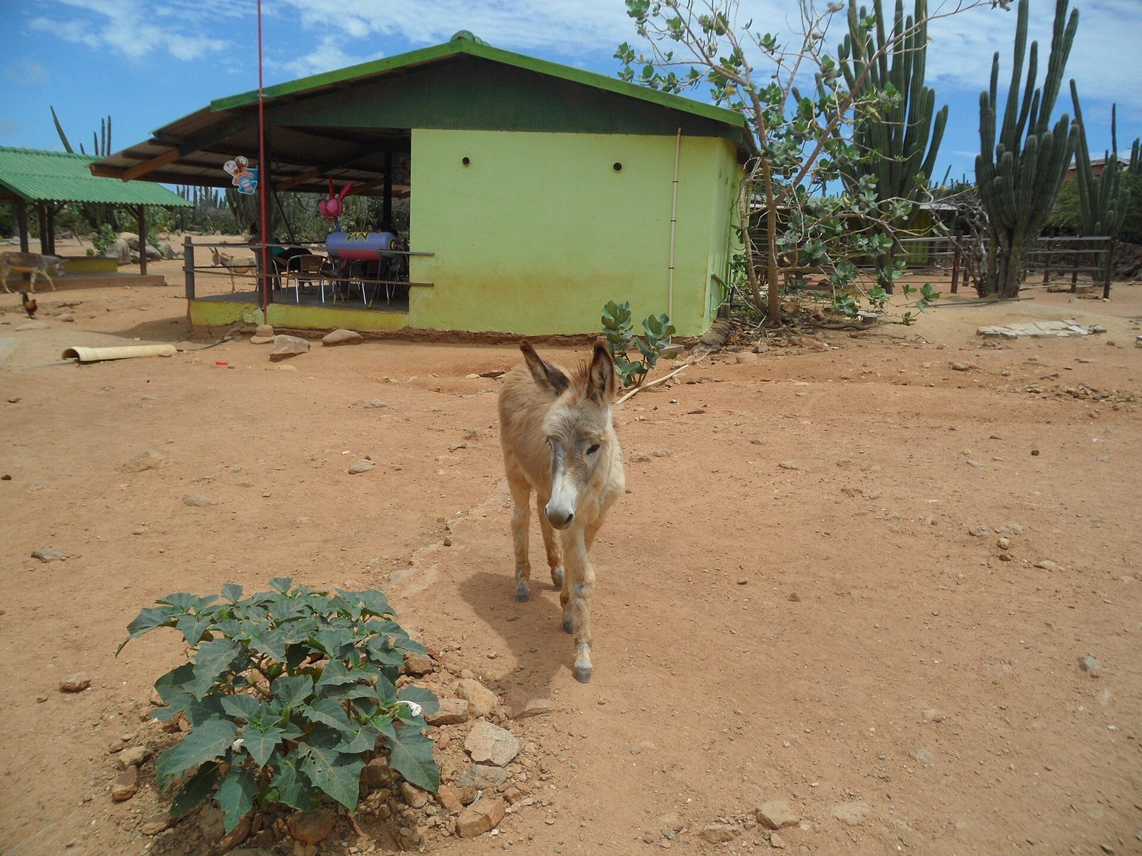 Donkey Sanctuary Aruba, photo 2 of 5