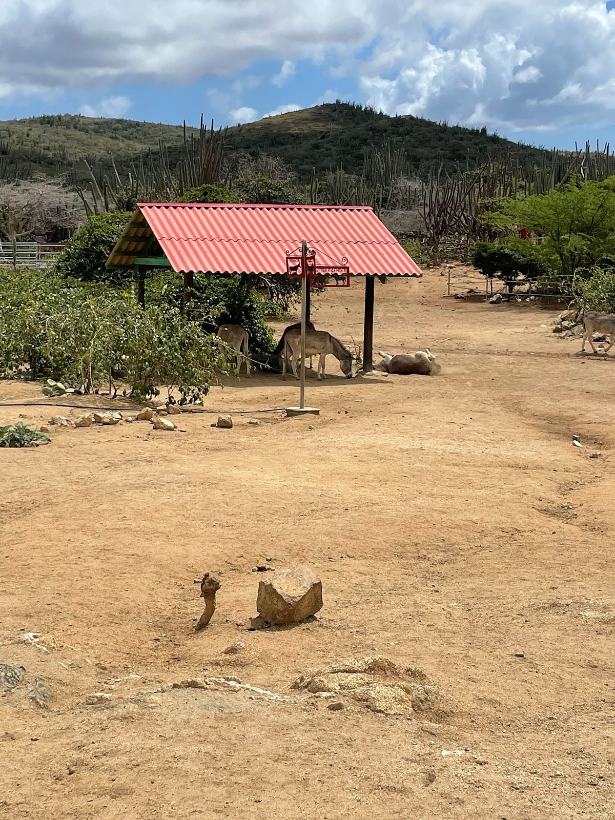 Donkey Sanctuary Aruba, photo 4 of 5