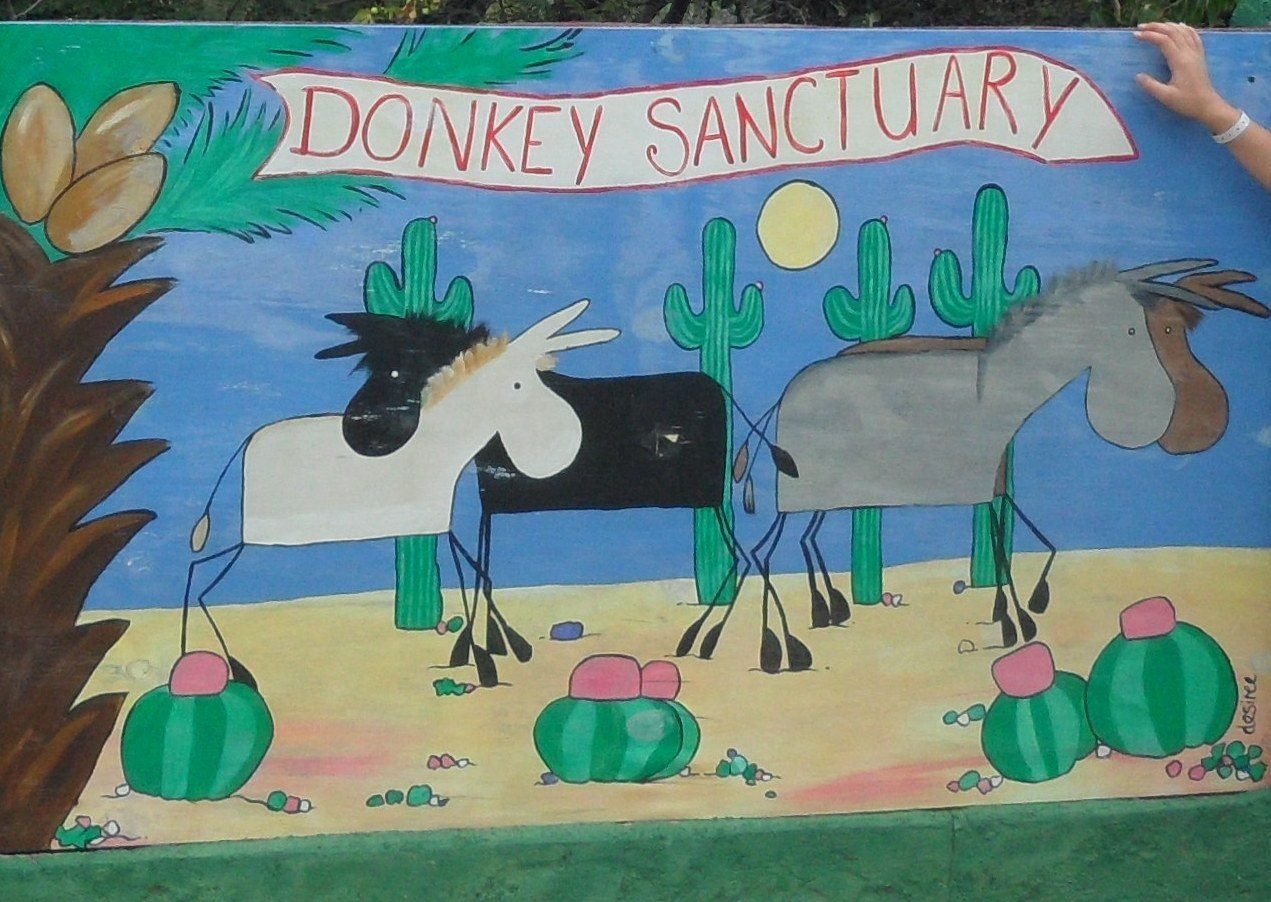 Donkey Sanctuary Aruba, photo 5 of 5