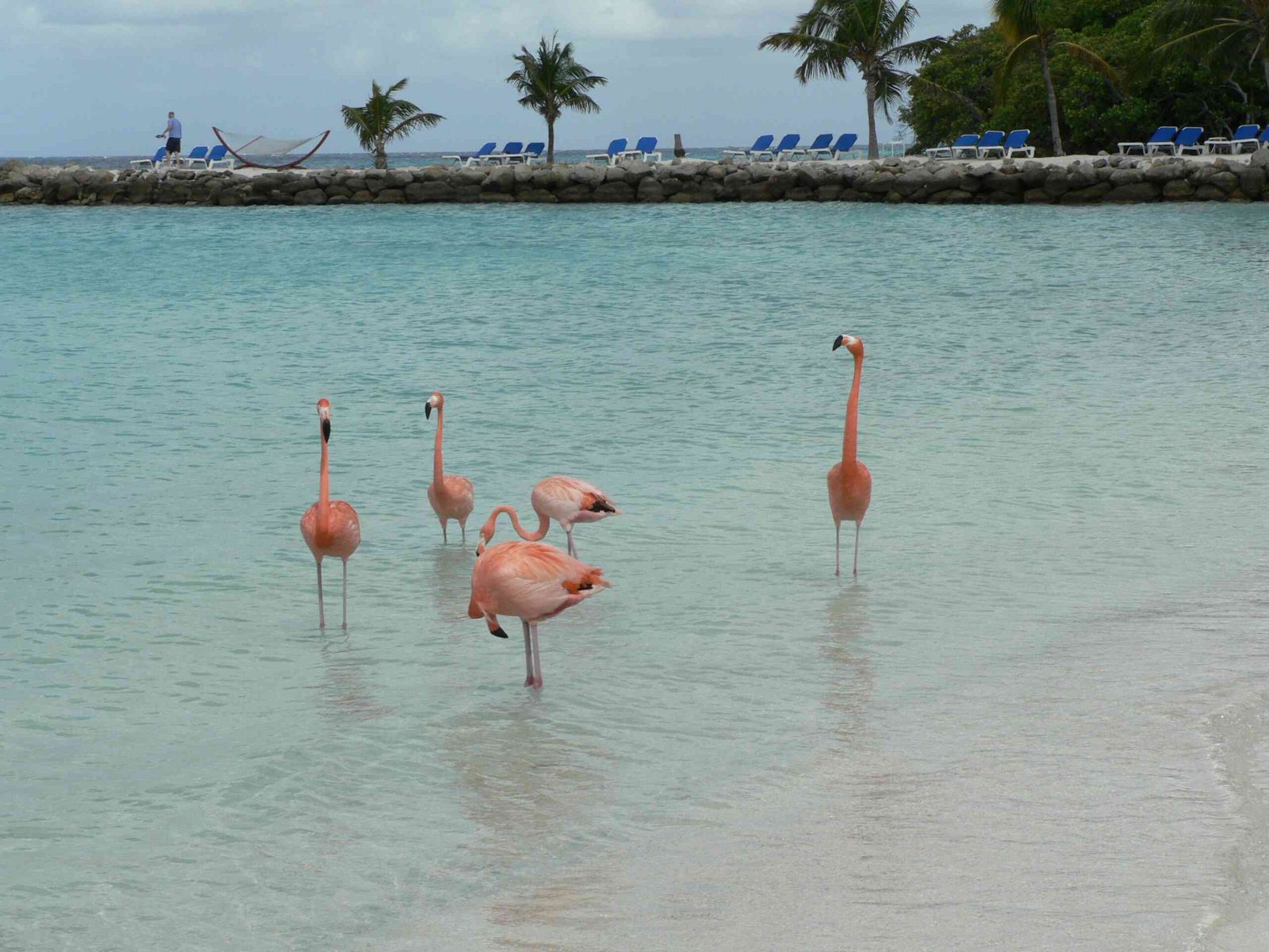 Flamingos on Renaissance Island, Aruba