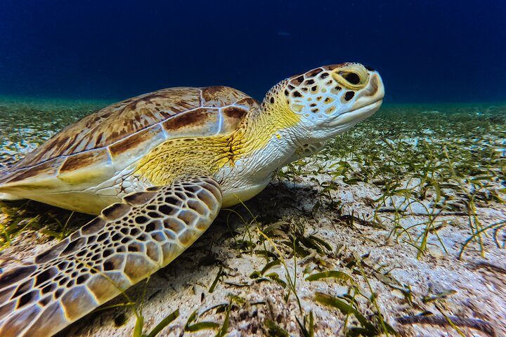 Aruba Turtle Snorkeling Tour | Photos & Videos Included (2 Hours), photo 5 of 10