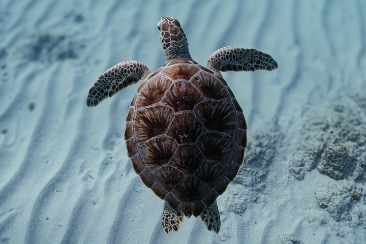 Award-Winning Private Turtle Snorkeling Aruba | Video Included, photo 2 of 7