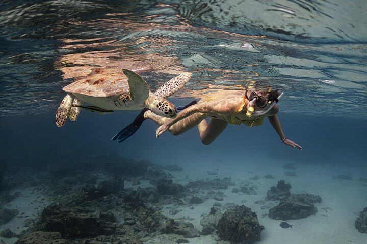 Award-Winning Private Turtle Snorkeling Aruba | Video Included, photo 3 of 7