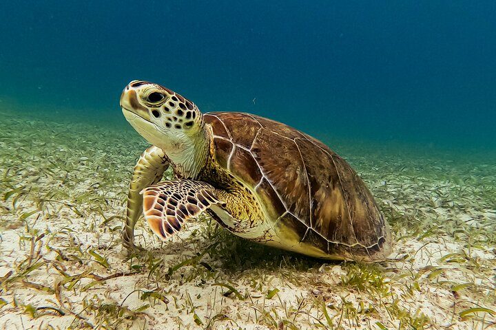Aruba Turtle Snorkeling Tour | Photos & Videos Included (2 Hours), photo 6 of 10