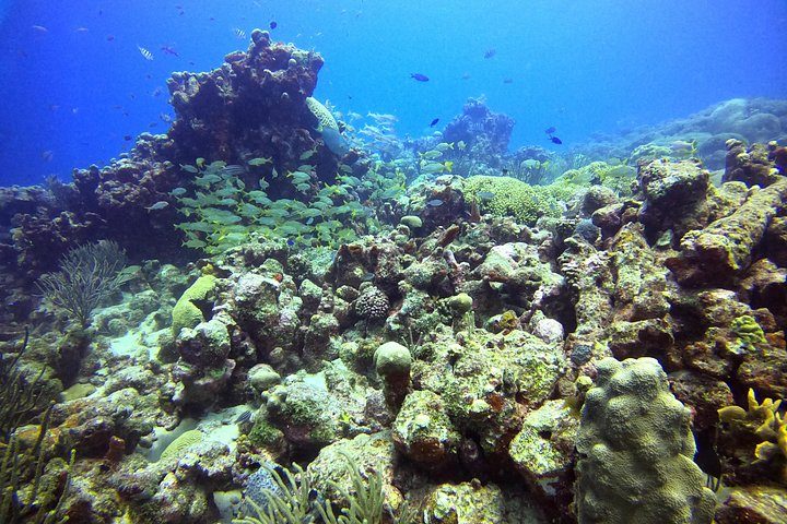 Discover Scuba Diving Aruba, photo 4 of 7