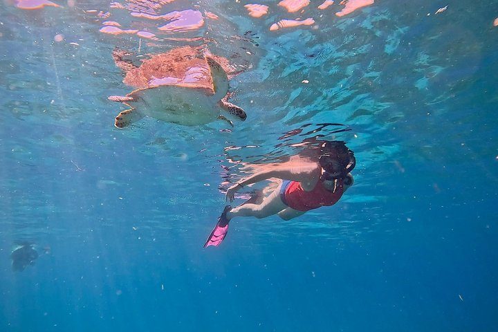 Aruba Turtle Snorkeling Private Tour with Underwater Footage, photo 4 of 10