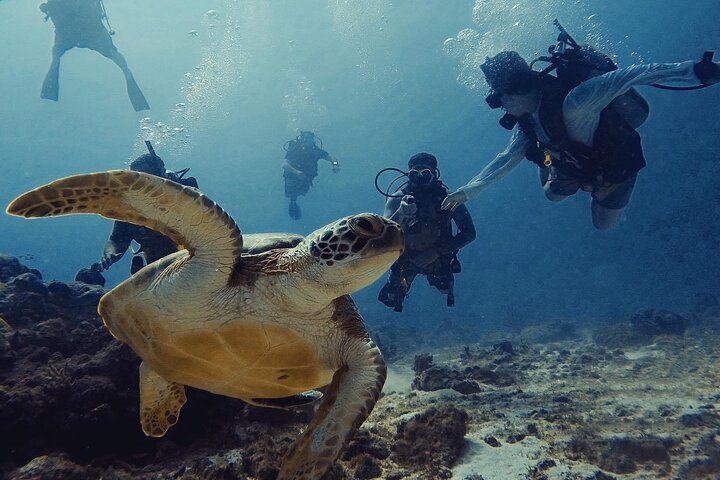 Aruba Private Scuba Diving for Non-Certified Divers, max 40 ft, photo 8 of 10