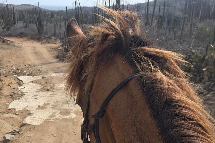 Horseback Riding Wariruri Beach Tour in Aruba, photo 6 of 10