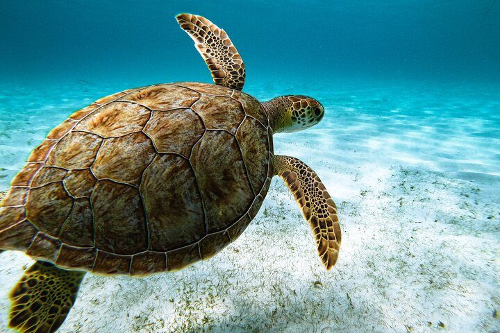 Aruba Turtle Snorkeling Tour | Photos & Videos Included (2 Hours), photo 3 of 10
