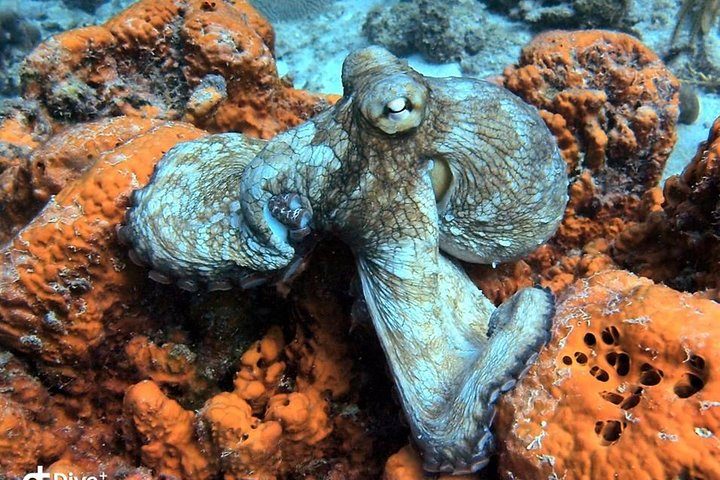 Aruba 2-Tank guided Dive for certified divers / own equipment, photo 6 of 7
