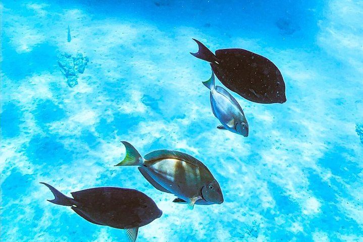 Adults Only Catalina Bay Small Group Snorkel & Sunset Sail, photo 5 of 10