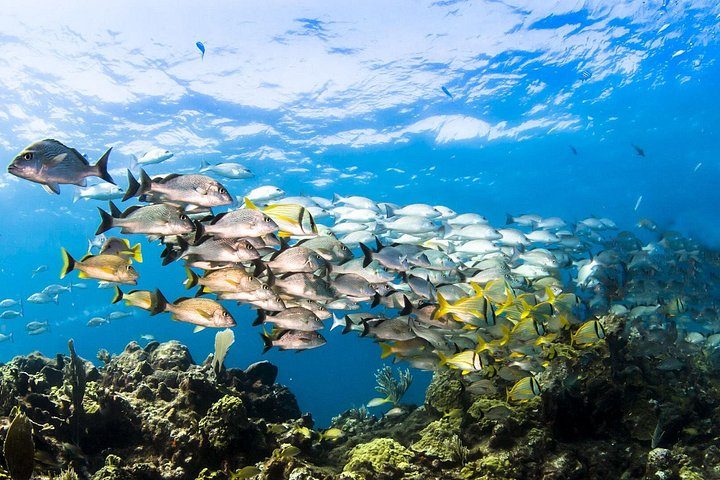Small Group Snorkeling at Mangel Halto Aruba, photo 4 of 10