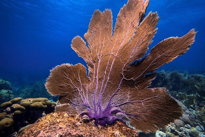 Aruba Private Scuba Diving for Non-Certified Divers, max 40 ft, photo 9 of 10