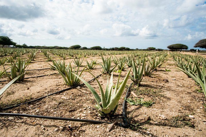 Highlights of Aruba Island Tour, photo 6 of 8