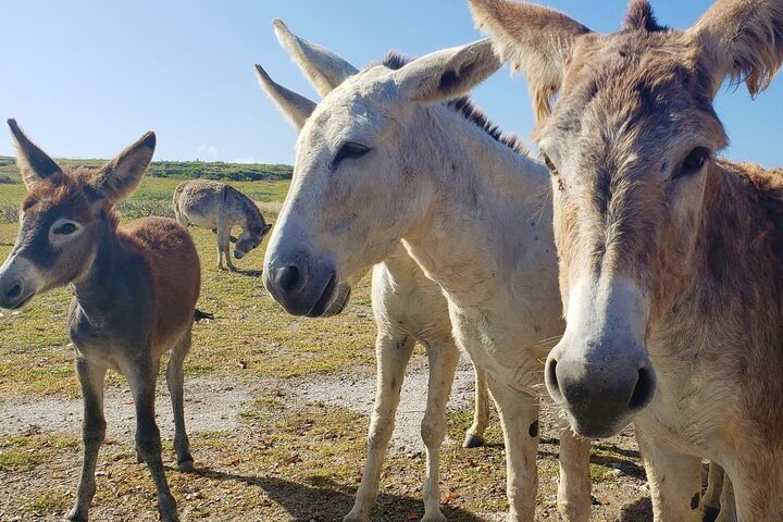 Aruba Baby Beach Express Tour, photo 7 of 8
