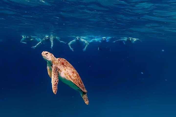 Aruba Turtle Snorkeling Private Tour with Underwater Footage, photo 7 of 10
