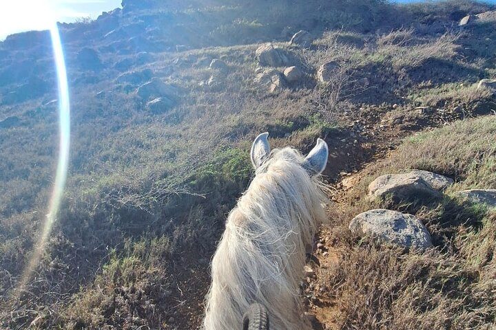 Aruba Horseback Riding Tour For Advanced Riders, photo 9 of 10