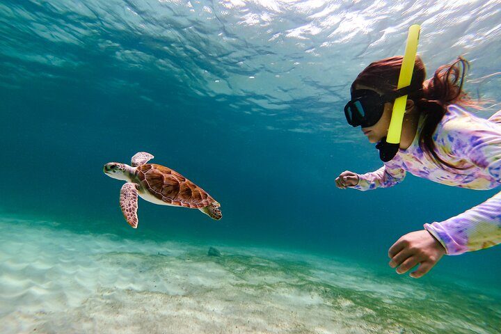 Aruba Turtle Snorkeling Tour | Photos & Videos Included (2 Hours), photo 2 of 10