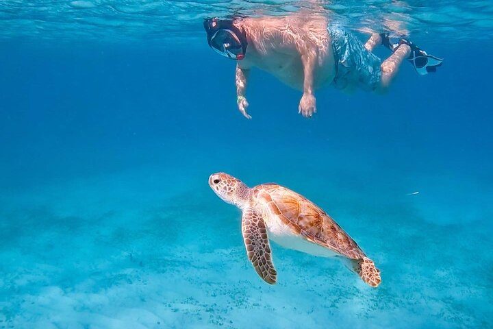Aruba Turtle Snorkeling Private Tour with Underwater Footage, photo 3 of 10
