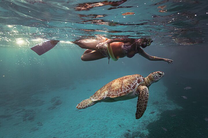 Award-Winning Private Turtle Snorkeling Aruba | Video Included, photo 5 of 7