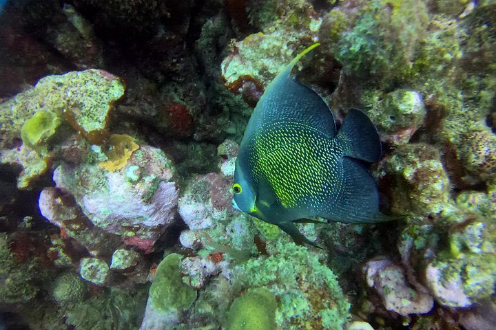 Discover Scuba Diving Aruba, photo 6 of 7