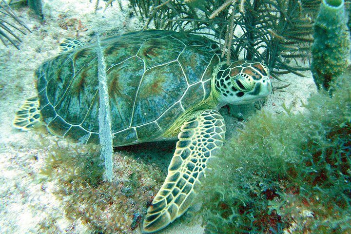 Small-Group Aruba Scuba Diving for Non-Certified Divers, photo 5 of 8
