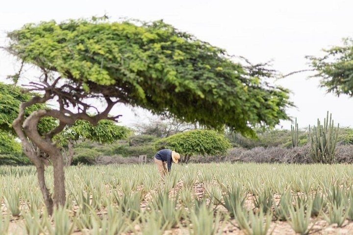 Half-Day Aruba Sightseeing Tour & Beach in an Air-condition Bus, photo 5 of 10