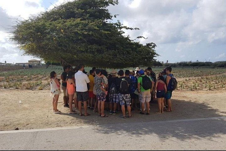 Half-Day Aruba Sightseeing Tour & Beach in an Air-condition Bus, photo 4 of 10