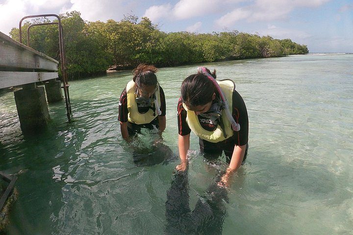 Small Group Snorkeling at Mangel Halto Aruba, photo 7 of 10