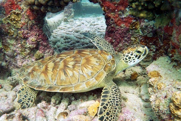 Aruba 2-Tank Dive Excursion for Certified Divers, photo 7 of 10