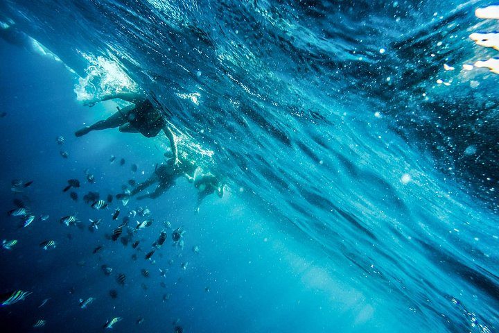 Aruba Morning Snorkel Sail aboard Palm Pleasure Catamaran, photo 9 of 10