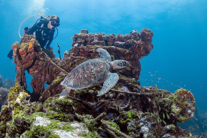 Aruba One or Two Tank Scuba Dive, photo 5 of 10