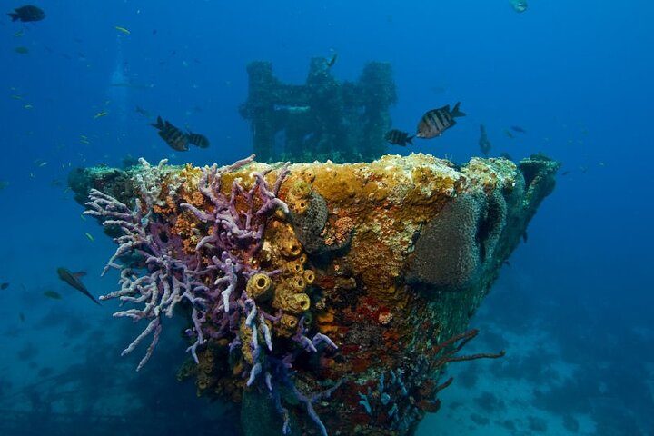Aruba One or Two Tank Scuba Dive, photo 9 of 10