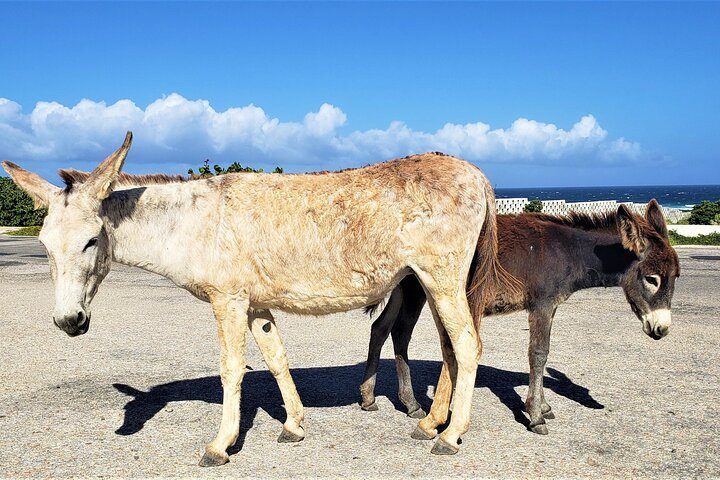 Aruba Baby Beach Express Tour, photo 8 of 8