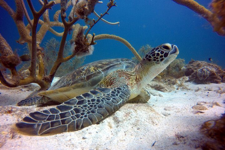 Aruba Private Scuba Diving for Non-Certified Divers, max 40 ft, photo 6 of 10