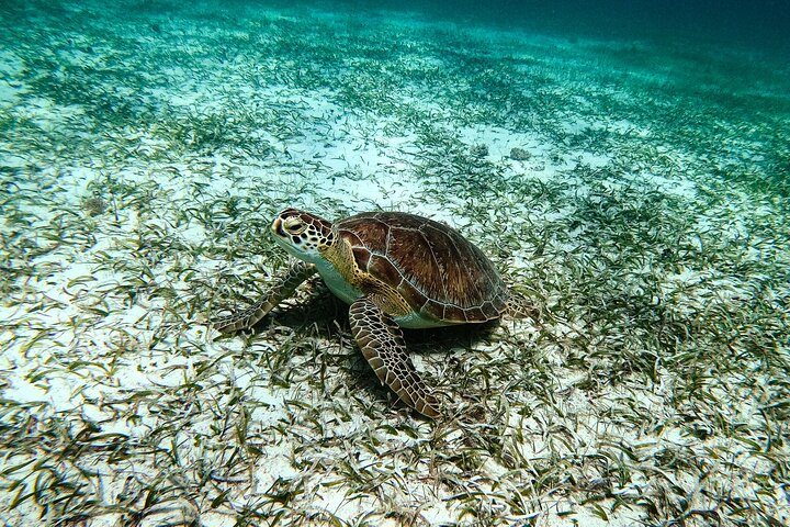 Aruba Turtle Snorkeling Tour | Photos & Videos Included (2 Hours), photo 7 of 10
