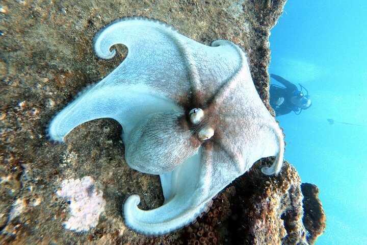 Aruba Private Scuba Diving for Non-Certified Divers, max 40 ft, photo 7 of 10