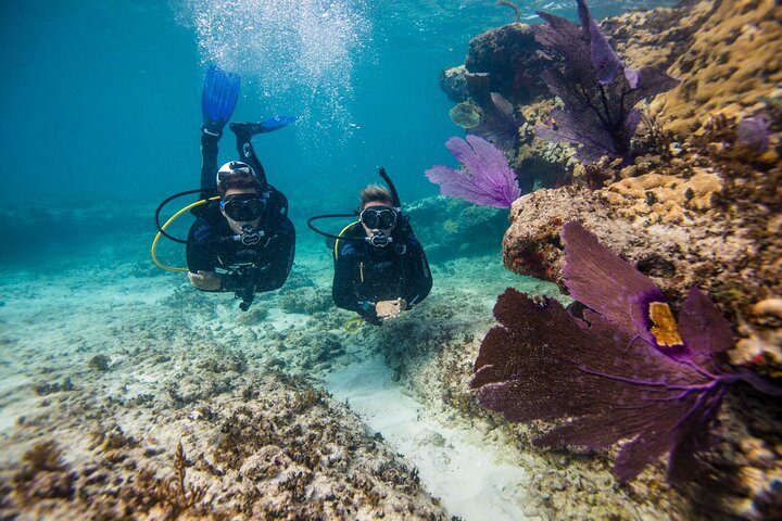 Aruba One or Two Tank Scuba Dive, photo 3 of 10