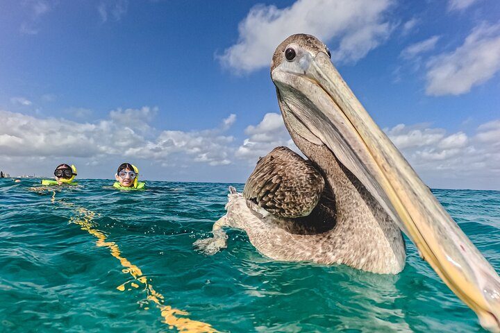 Aruba Turtle Snorkeling Tour | Photos & Videos Included (2 Hours), photo 8 of 10