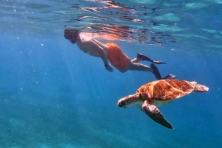 Aruba Turtle Snorkeling Private Tour with Underwater Footage, photo 10 of 10