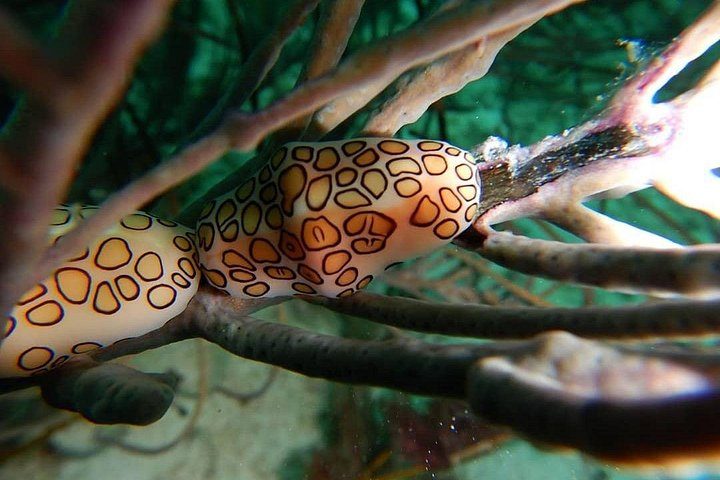 Aruba 2-Tank Dive Excursion for Certified Divers, photo 8 of 10