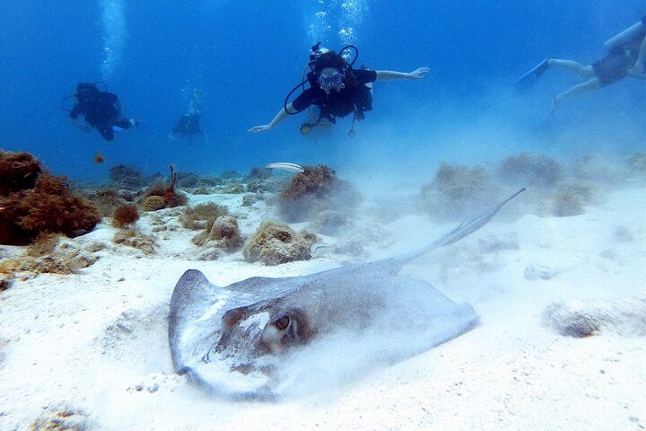 Aruba Private Scuba Diving for Non-Certified Divers, max 40 ft, photo 10 of 10