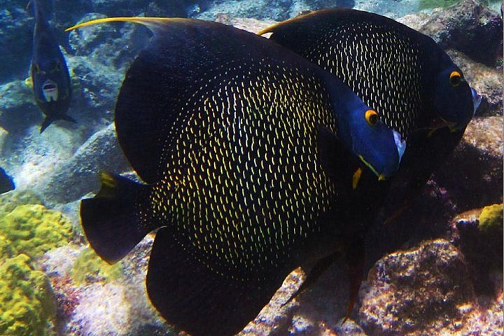 Small Group Snorkeling at Mangel Halto Aruba, photo 5 of 10