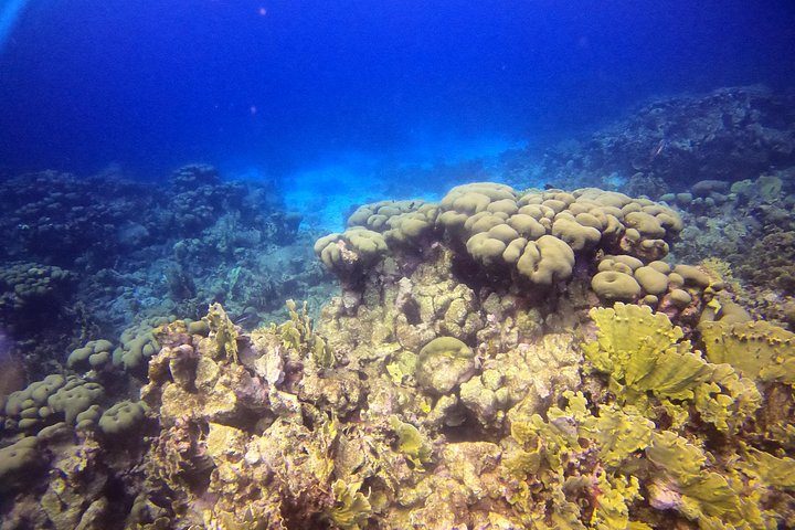 Discover Scuba Diving Aruba, photo 7 of 7