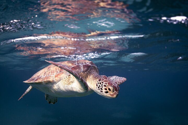 Award-Winning Private Turtle Snorkeling Aruba | Video Included, photo 6 of 7