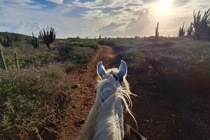 Aruba Horseback Riding Tour For Advanced Riders, photo 8 of 10