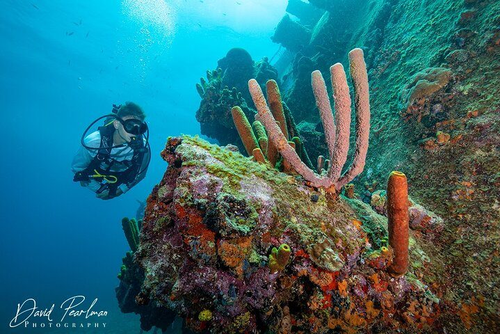 Aruba One or Two Tank Scuba Dive, photo 10 of 10